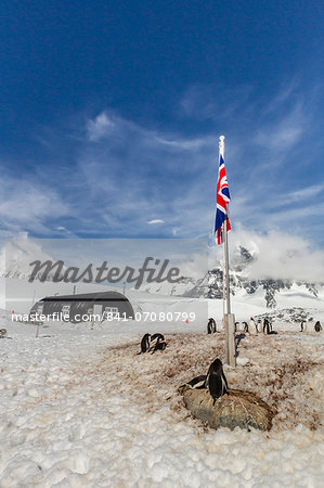 Gentoo penguins (Pygoscelis papua) surround the buildings at Port Lockroy, Antarctica, Southern Ocean, Polar Regions