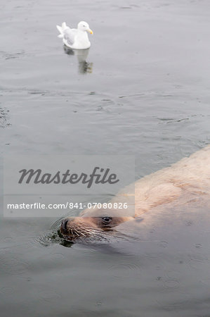 Adult Northern (Steller) sea lion (Eumetopias jubatus) bull looking for fish scraps from fishermen in Petersburg, Southeastern Alaska, United States of America, North America