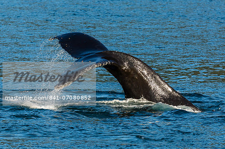 Adult humpback whale (Megaptera novaeangliae) flukes-up dive, Snow Pass, Southeast Alaska, United States of America, North America