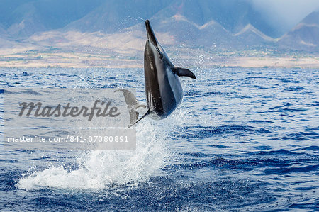 Hawaiian spinner dolphin (Stenella longirostris), AuAu Channel, Maui, Hawaii, United States of America, Pacific Hawaiian spinner dolphin (Stenella longirostris), AuAu Channel, Maui, Hawaii, United States of America, Pacific