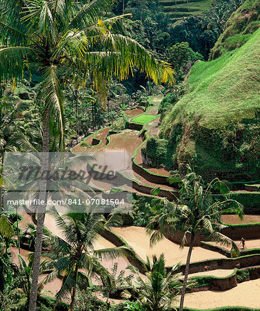 Terraced rice fields in Bali, Indonesia, Southeast Asia, Asia