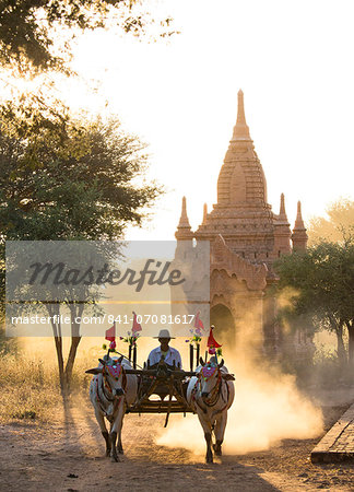 Bullock cart on a dusty track among the temples of Bagan with light from the setting sun shining through the dust, Bagan, Myanmar (Burma), Southeast Asia