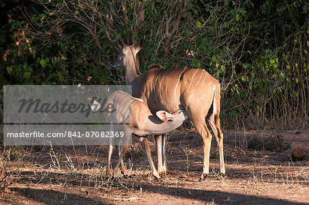Kudu (Tragelaphus strepsiceros) and young, Chobe National Park, Botswana, Africa