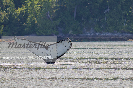 Humpback whales in Quatsino Sound, Port Alice, Vancouver Island, British Columbia, Canada, North America