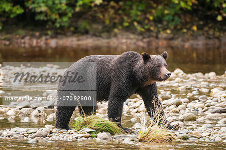 Brown or grizzly bear (Ursus arctos) fishing for salmon in Great Bear Rainforest, British Columbia, Canada, North America