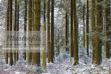 Snow dusted pine woodland at Fernworthy Forest, Dartmoor National Park, Devon, England, United Kingdom, Europe