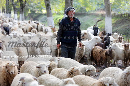 Shepherd and flock in Sheki province, Azerbaijan, Central Asia, Asia