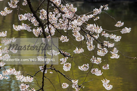 Cherry blossom in the Shinjuku-Gyoen Park, Tokyo, Japan, Asia