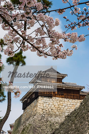 Cherry blossom and the Matsuyama Castle, Shikoku, Japan, Asia