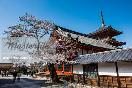 Cherry blossom in the Kiyomizu-dera Buddhist Temple, UNESCO World Heritage Site, Kyoto, Japan, Asia