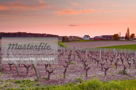 A house sits amongst the vineyards near to the town of Blere, Indre-et-Loire, Centre, France, Europe