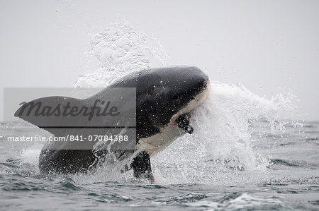 Great white shark (Carcharodon carcharias), Seal Island, False Bay, Simonstown, Western Cape, South Africa, Africa