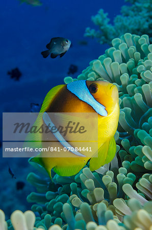 Red sea anemone fish (Amphiprion bicinctus) and magnificent anemone (Heteractis magnifica), Ras Mohammed National Park, off Sharm el-Sheikh, Sinai, Red Sea, Egypt, North Africa, Africa