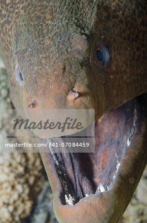 Close-up of the head of a giant moray (Gymnothorax javanicus), Ras Mohammed National Park, off Sharm el-Sheikh, Sinai, Red Sea, Egypt, North Africa, Africa