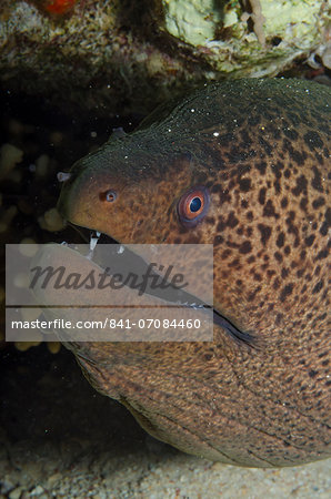 Giant moray (Gymnothorax javanicus), close-up of head, Ras Mohammed National Park, off Sharm el-Sheikh, Sinai, Egypt, Red Sea, Egypt, North Africa, Africa