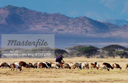 Young Masai Warrior (moran) with his flock, Serengei Plains, Tanzania .