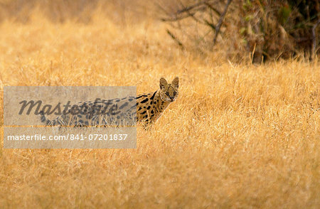 Serval Felis,Tanzania, East Africa