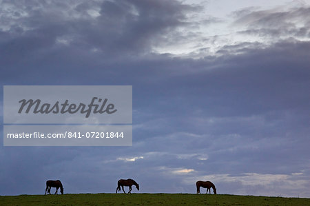 Horses grazing, Cirencester, Gloucestershire, United Kingdom