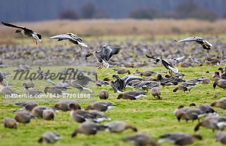 Migrating Pink-Footed geese over-wintering on marshland at Holkham, North Norfolk coast, East Anglia, Eastern England