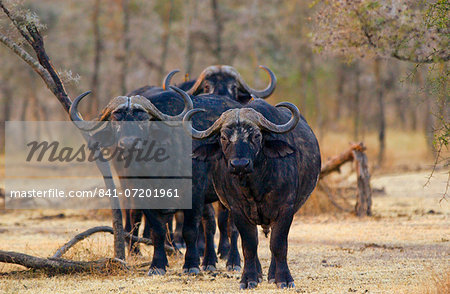 Herd of four African Cape buffalos,  Grumeti,Tanzania, East Africa