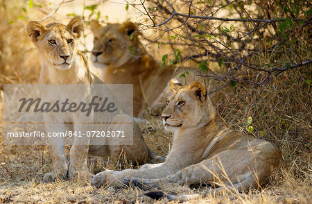 Lion Cubs, Grumeti, Tanzania, East Africa