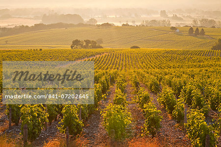 The vineyards of Sancerre in the Loire Valley, Cher, Centre, France, Europe