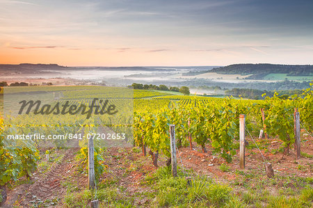 Vineyards near to Vezelay during a misty dawn, Burgundy, France, Europe