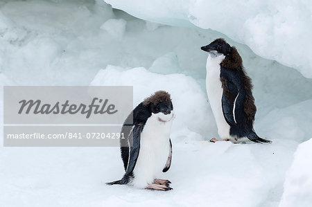 Adelie penguin (Pygoscelis adeliae) chicks, Brown Bluff, Antarctica, Southern Ocean, Polar Regions