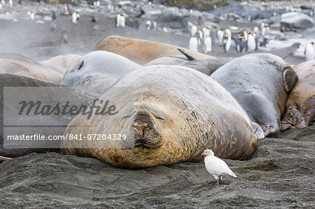 Southern elephant seals (Mirounga leonina), annual catastrophic molt, Gold Harbour, South Georgia, South Atlantic Ocean, Polar Regions