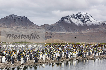 King penguin (Aptenodytes patagonicus) breeding colony at Fortuna Bay, South Georgia, South Atlantic Ocean, Polar Regions