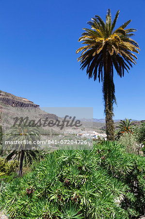 Fataga, Gran Canaria, Canary Islands, Spain, Atlantic, Europe