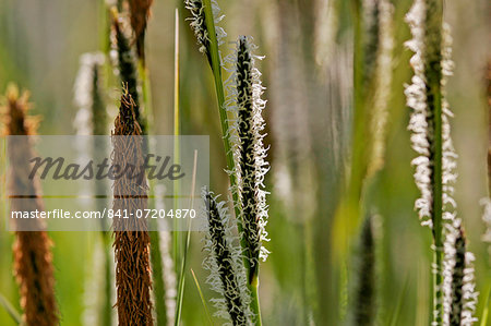 WildGrasses growing, England