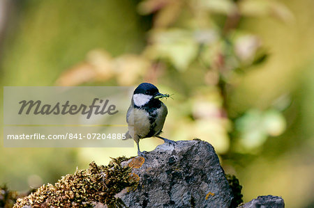 Great Tit holding an insect in its beak, England