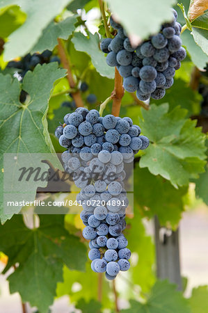 Cabernet Sauvignon grapes grow in the Pepper Tree Winery, Hunter Valley, Australia