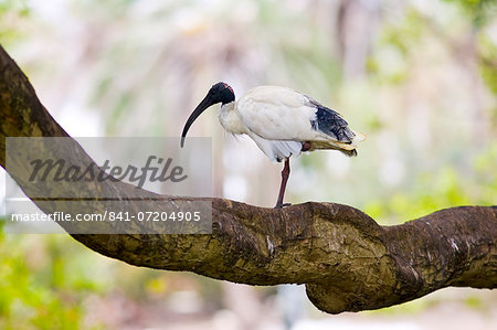 Australian White Ibis, Sydney, Australia