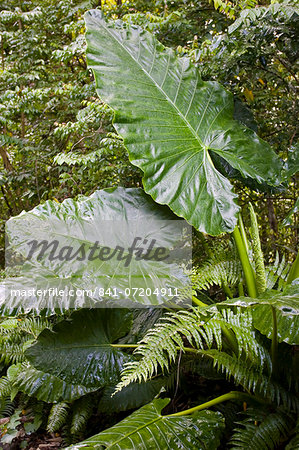 Giant Elephant Ear plant growing in the  Daintree World Heritage Rainforest, Australia