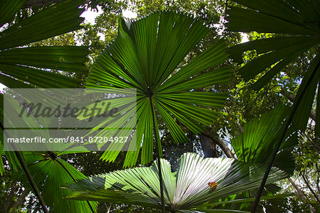 Fan Palms in the Daintree Rainforest, Queensland, Australia