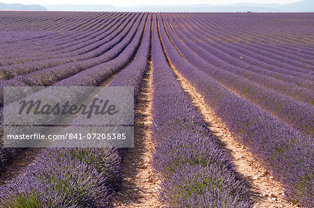 Lavender fields, Valensole, Provence, France, Europe