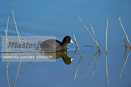 American coot (Fulica americana) swimming, Bosque del Apache National Wildlife Refuge, New Mexico, United States of America, North America