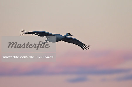Sandhill crane (Grus canadensis) landing with pink clouds, Bosque del Apache National Wildlife Refuge, New Mexico, United States of America, North America Sandhill crane (Grus canadensis) landing with pink clouds, Bosque del Apache National Wildlife Refuge, New Mexico, United States of America, North America