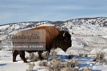 Bison (Bison bison) bull in the winter, Yellowstone National Park, UNESCO World Heritage Site, Wyoming, United States of America, North America