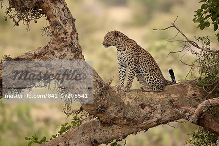 Leopard (Panthera pardus) in a fig tree, Kruger National Park, South Africa, Africa