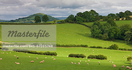 Sheep grazing on the rolling countryside of the Brecon Beacons, Powys, Wales, United Kingdom, Europe