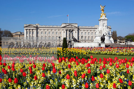 Buckingham Palace and Queen Victoria Monument with tulips, London, England, United Kingdom, Europe