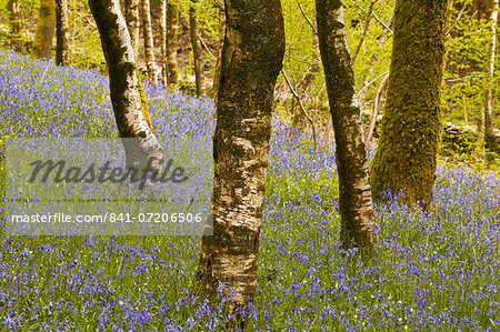 Bluebells in Millers Wood near to Colton in the Lake District National Park, Cumbria, England, United Kingdom, Europe