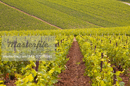 Champagne vineyards near to Les Riceys in the Cote des Bar area of the Aube department, Champagne-Ardennes, France, Europe