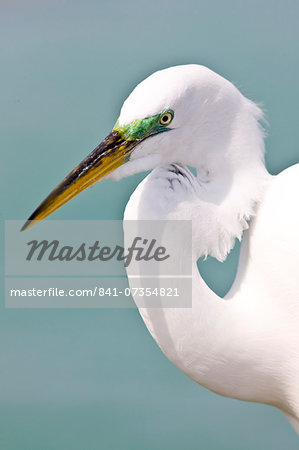 Great Egret, Ardea alba, also known as the Great White Egret or Common Egret on Anna Maria, Island, Florida, USA