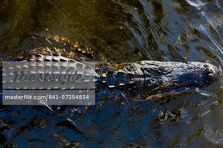 Alligator drifting along Turner River, Everglades, Florida, USA