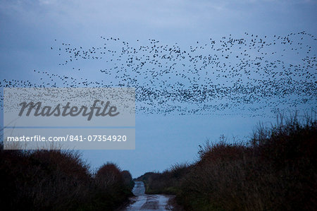 Pink-footed geese in the sky at sunset at Burnham Thorpe near  Holkham, North Norfolk, UK