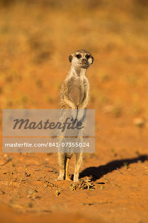 Meerkat (Suricata suricatta), Kgalagadi Transfrontier Park, Northern Cape, South Africa, Africa